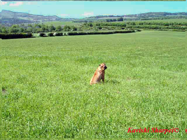 Monday in Field