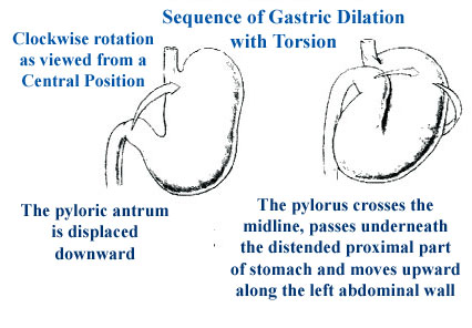 Distended stomach steroids